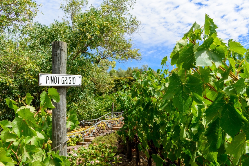 Pinot Grigio: origins, characteristics and perfect pairings